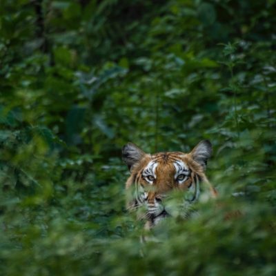 World Wide Fund for Nature - India