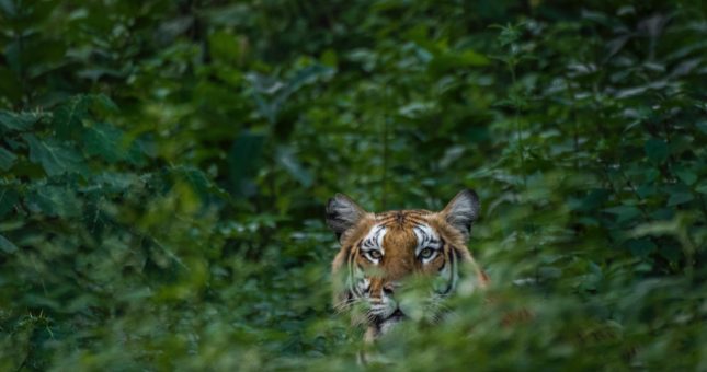 World Wide Fund for Nature - India